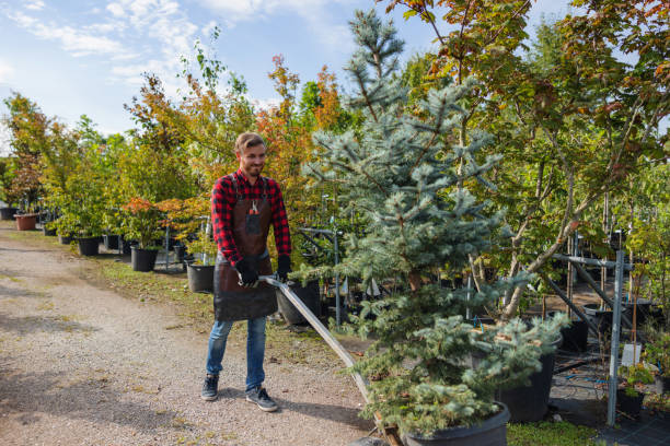 The Steps Involved in Our Tree Care Process in Fordoche, LA